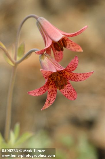 Lilium bolanderi
