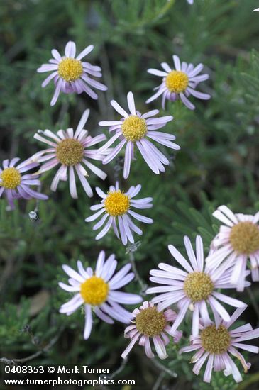 Erigeron breweri