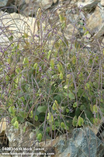 Streptanthus tortuosus var. suffrutescens