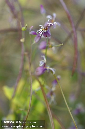 Streptanthus tortuosus var. suffrutescens