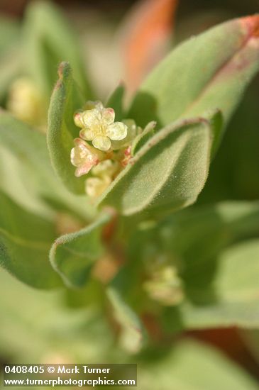Polygonum davisiae