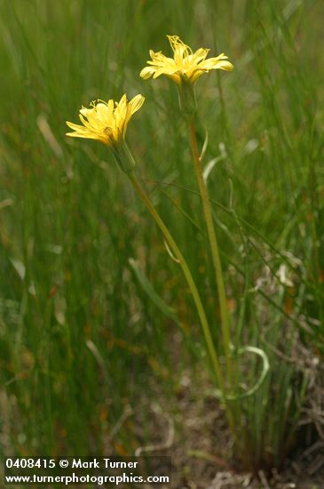 Agoseris glauca var. monticola