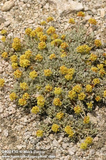 Eriogonum ovalifolium var. ovalifolium