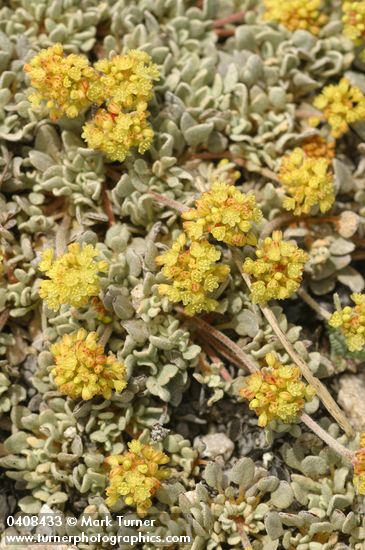 Eriogonum ovalifolium var. ovalifolium