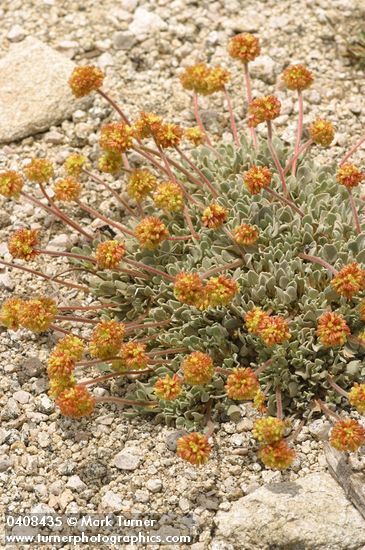 Eriogonum ovalifolium var. ovalifolium