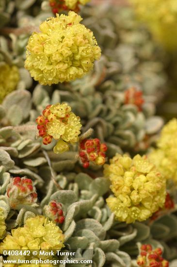 Eriogonum ovalifolium var. ovalifolium