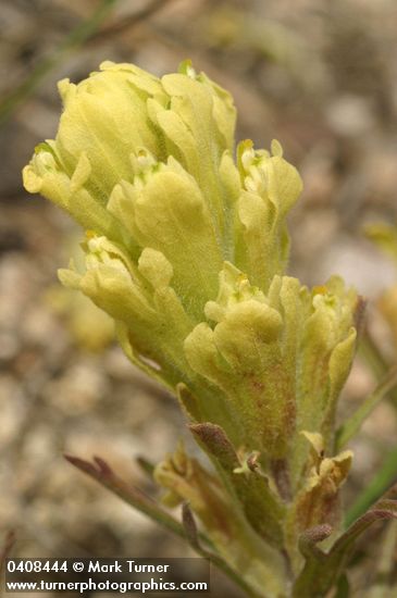 Castilleja arachnoidea