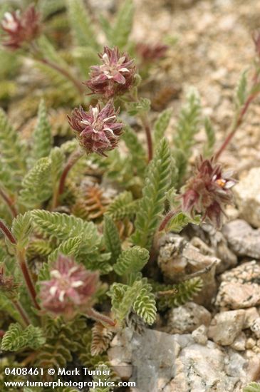 Horkelia hendersonii