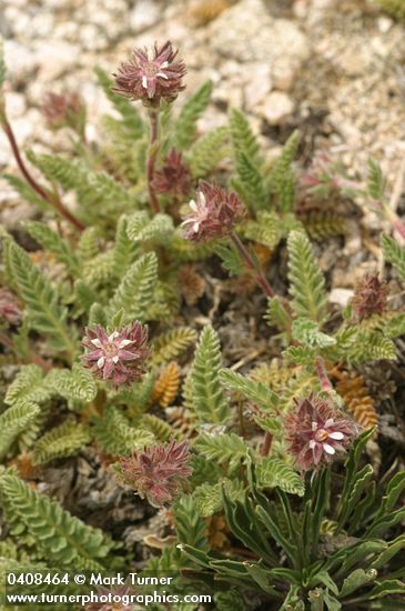 Horkelia hendersonii