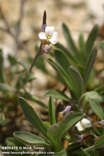 Arabis lyallii