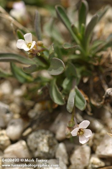 Arabis lyallii