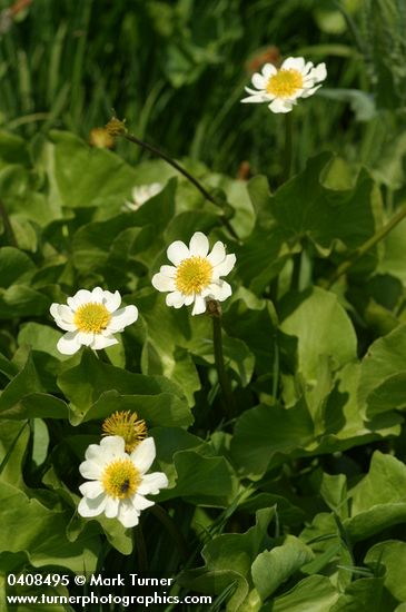 Caltha leptosepala ssp. howellii (C. biflora)