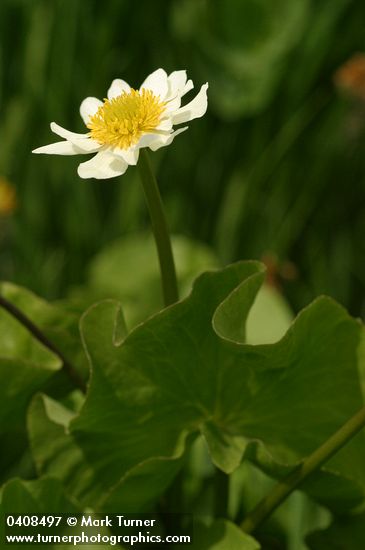 Caltha leptosepala ssp. howellii (C. biflora)