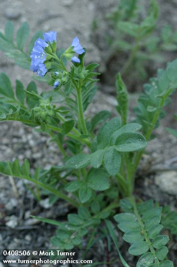 Polemonium californicum