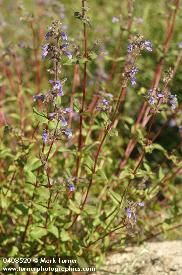 Penstemon anguineus