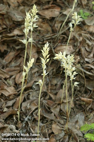 Cephalanthera austiniae