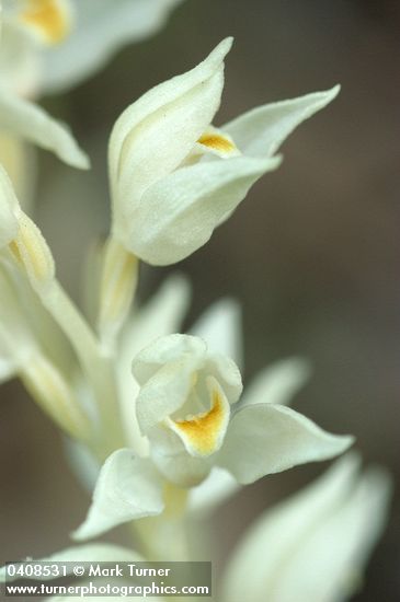 Cephalanthera austiniae
