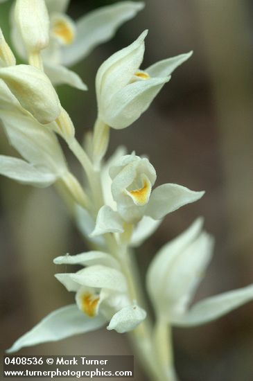Cephalanthera austiniae