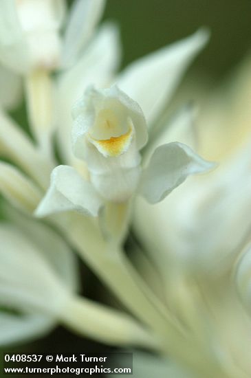Cephalanthera austiniae