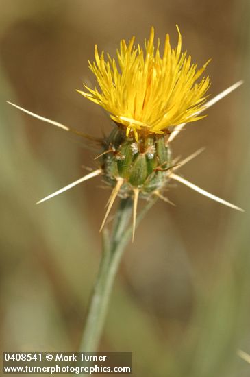 Centaurea solstitialis