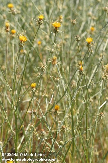 Centaurea solstitialis