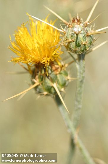 Centaurea solstitialis