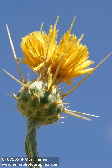 Centaurea solstitialis