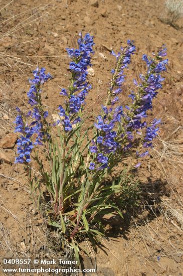 Penstemon roezlii