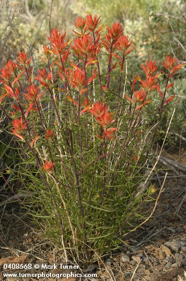 Castilleja linariifolia