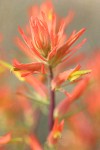Linear-leafed Paintbrush bracts & blossoms detail