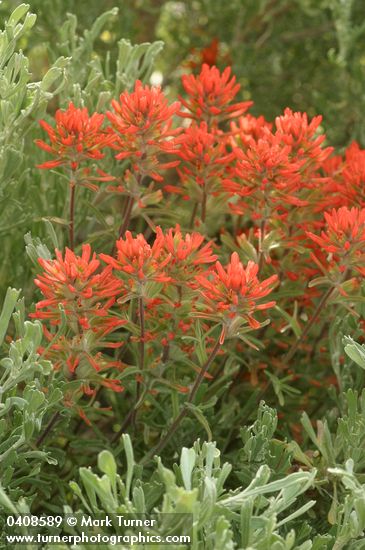 Castilleja chromosa