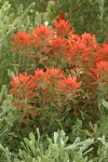 Desert Paintbrush among Sagebrush