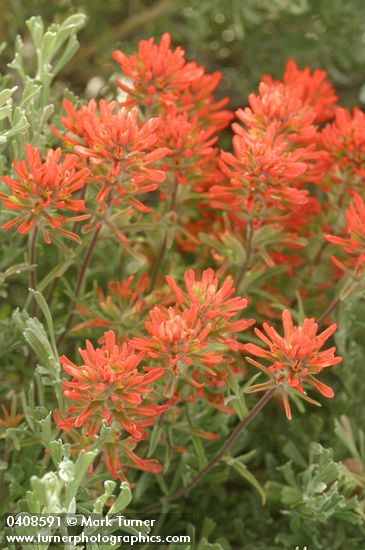 Castilleja chromosa