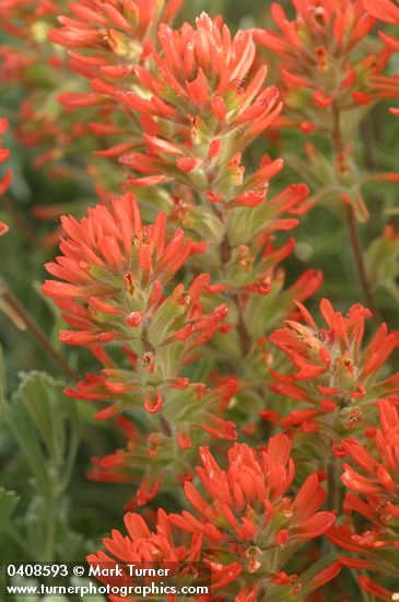 Castilleja chromosa