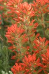 Desert Paintbrush bracts & blossoms