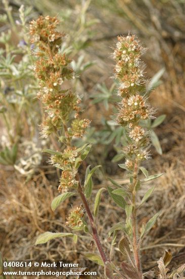 Phacelia heterophylla