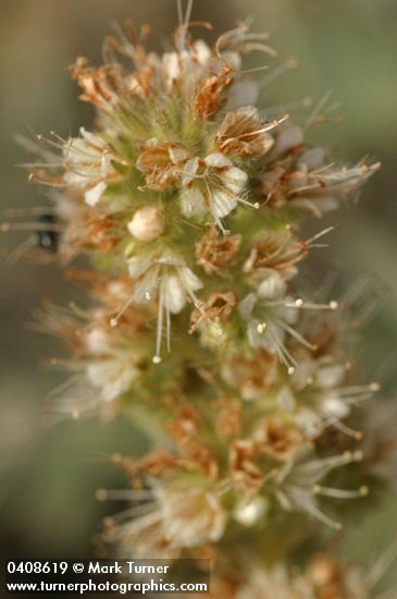 Phacelia heterophylla