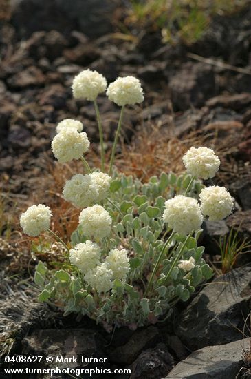 Eriogonum ovalifolium var. purpureum