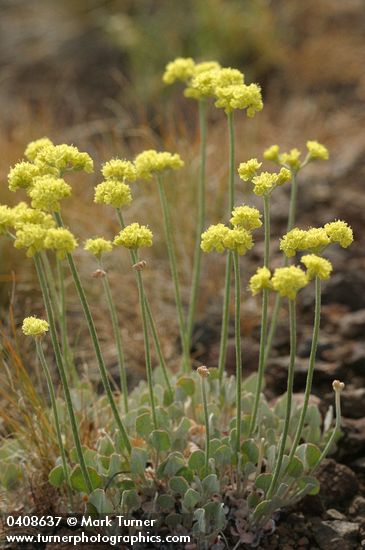 Eriogonum strictum ssp. proliferum var. anserinum