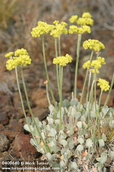 Eriogonum strictum ssp. proliferum var. anserinum