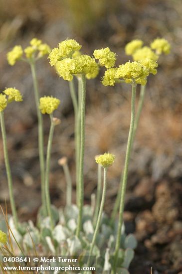 Eriogonum strictum ssp. proliferum var. anserinum