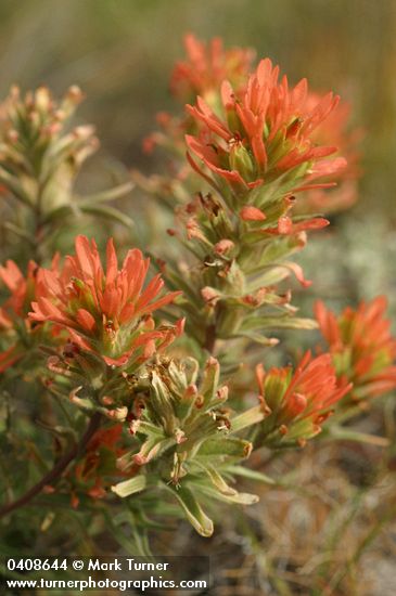 Castilleja chromosa