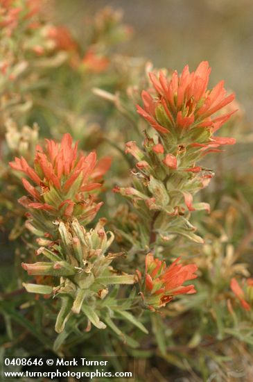 Castilleja chromosa