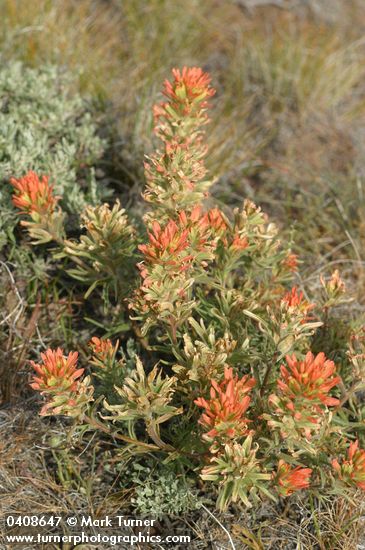 Castilleja chromosa
