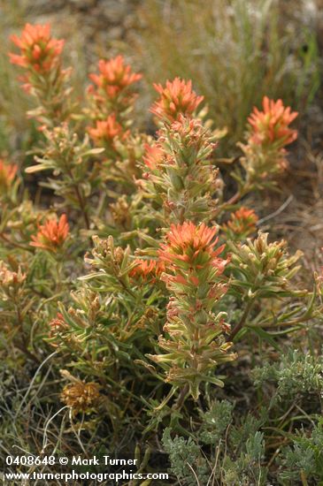 Castilleja chromosa