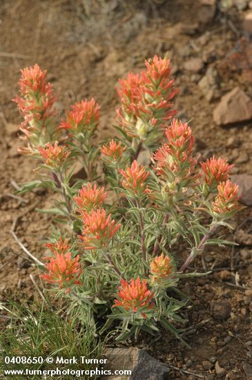 Castilleja chromosa