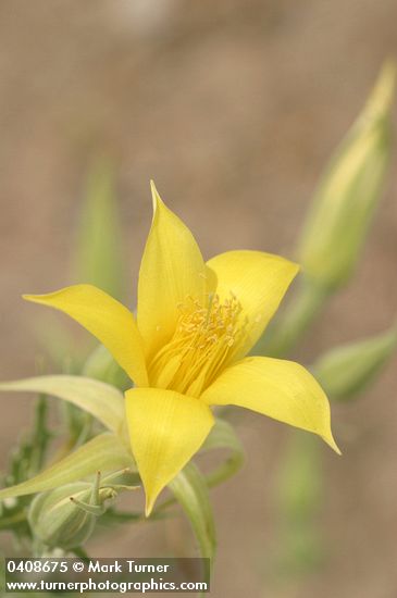 Mentzelia laevicaulis