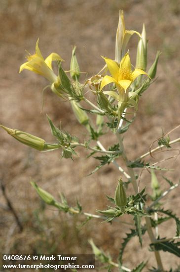 Mentzelia laevicaulis