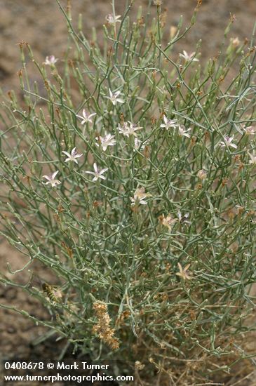 Stephanomeria minor var. minor (S. tenuifolia)