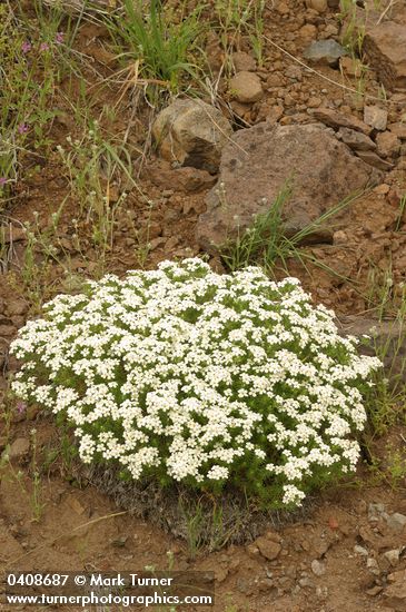 Linanthus nuttallii ssp. nuttallii (Linanthastrum nuttallii)
